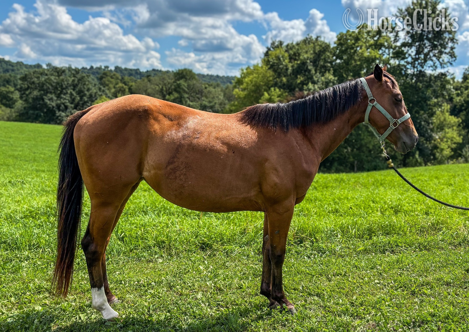 "One Socks" Bay Filly Appaloosa in Wisconsin