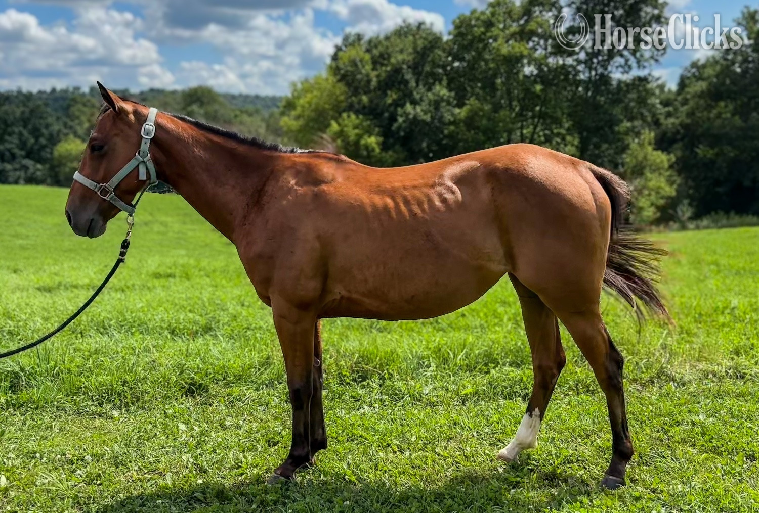 "One Socks" Bay Filly Appaloosa