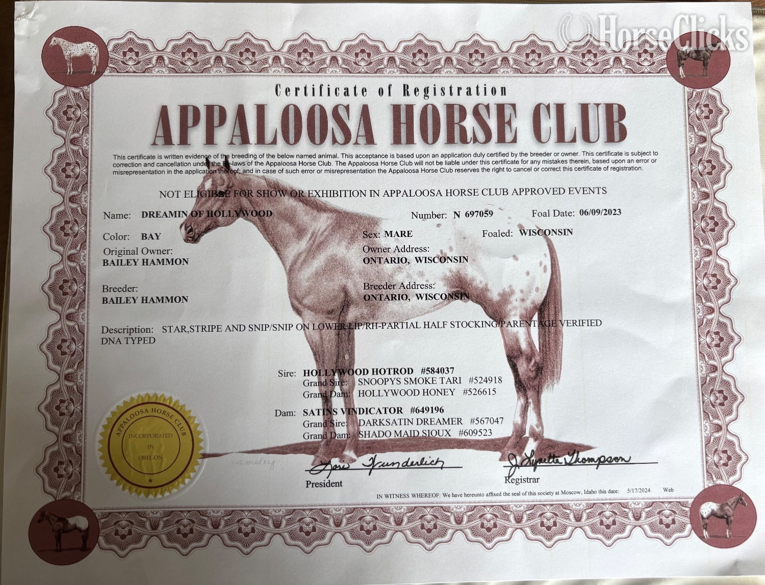 Wisconsin "One Socks" Bay Filly Appaloosa