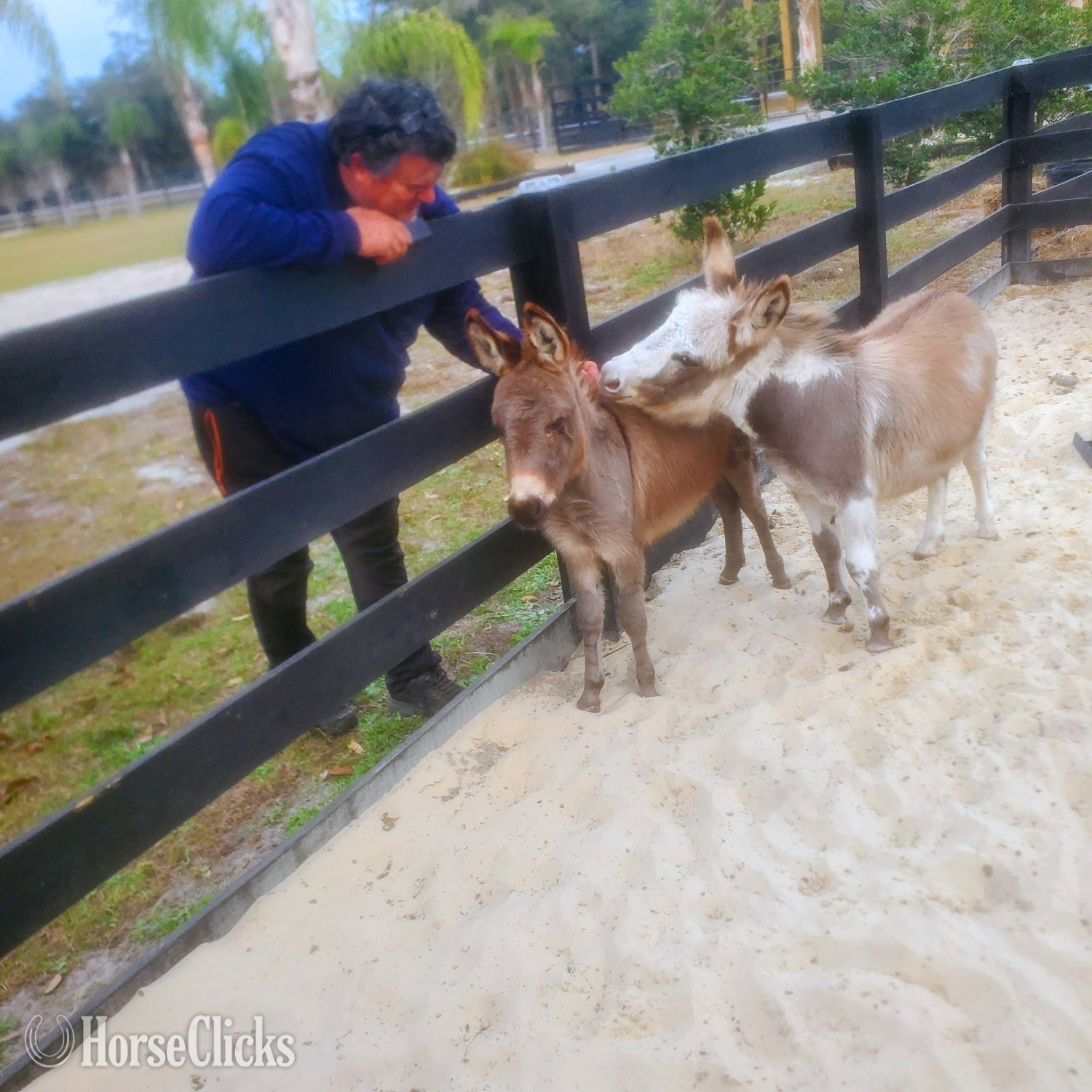 "Mini Donkey Babys Super Duper Friendly ?" Pinto Filly Donkey in Florida