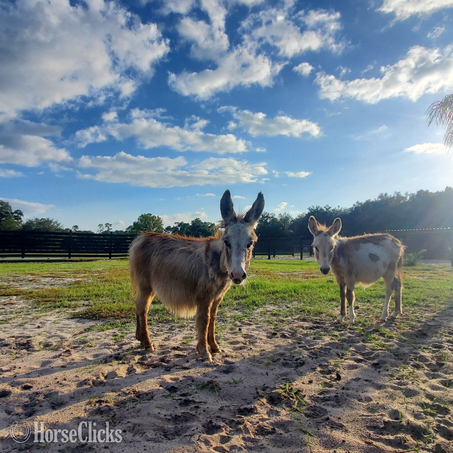 Florida "Mini Donkey Babys Super Duper Friendly ?" Pinto Filly Donkey