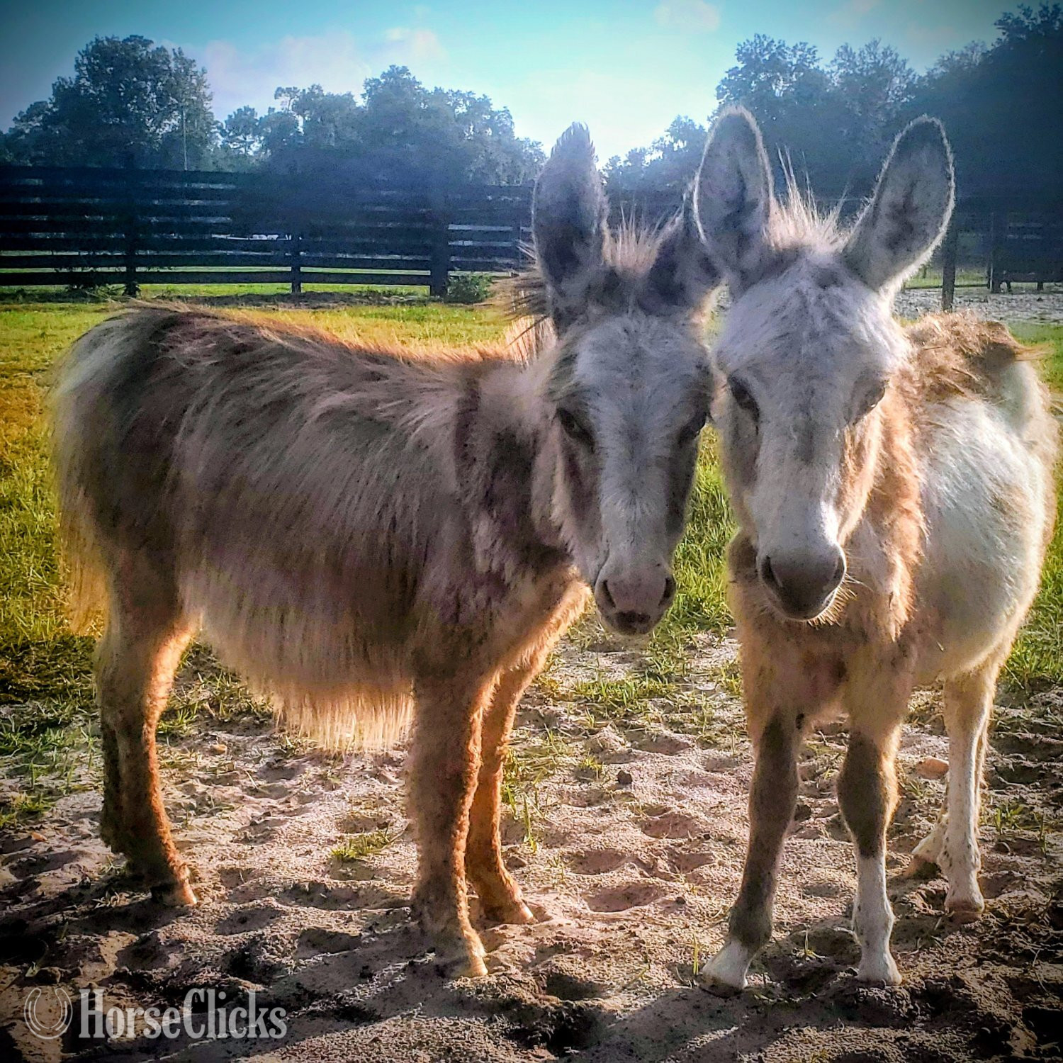 "Mini Donkey Babys Super Duper Friendly ?" Pinto Filly Donkey