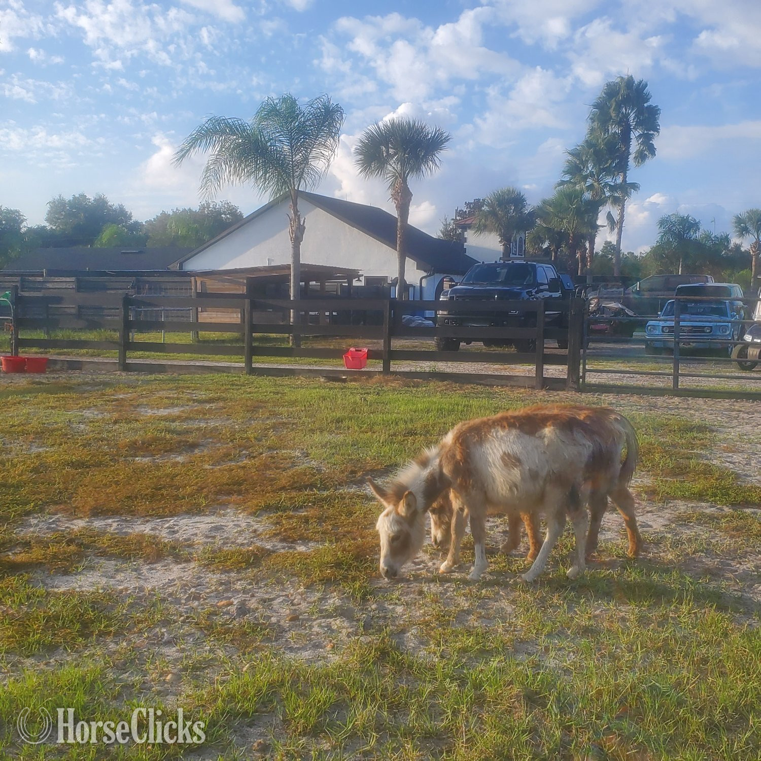 "Mini Donkey Babys Super Duper Friendly ?" Pinto Filly Donkey - Donkey in Florida
