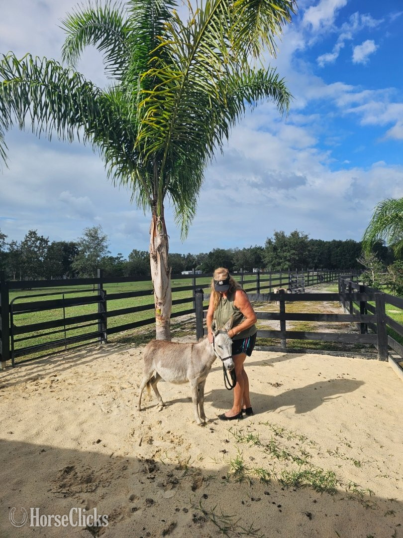 "Mini Donkey Babys Super Duper Friendly ?" Pinto Filly Donkey - Donkey