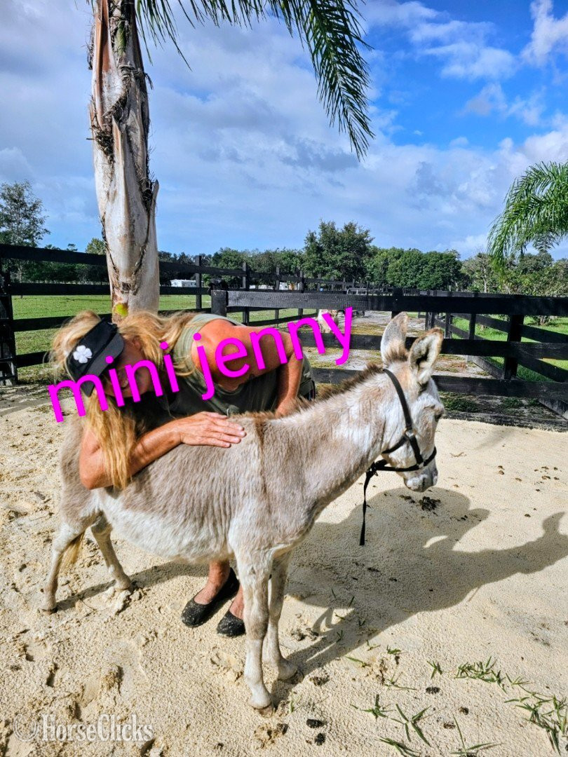 "Mini Donkey Babys Super Duper Friendly ?" Pinto Filly Donkey Florida