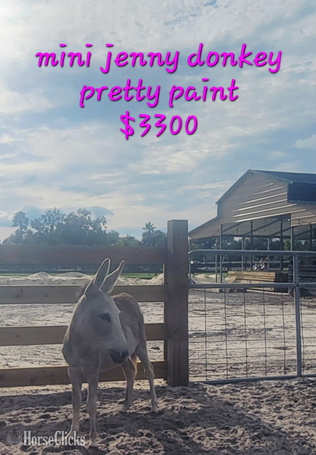 Donkey - "Mini Donkey Babys Super Duper Friendly ?" Pinto Filly Donkey in Florida