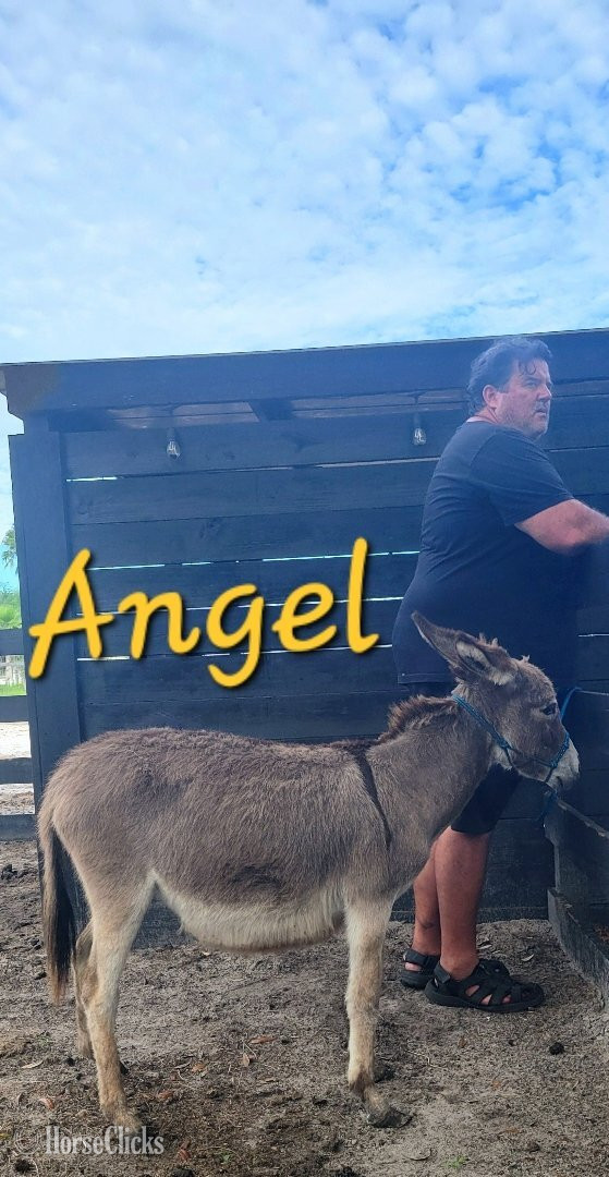 Donkey - "Mini Donkey Babys Super Duper Friendly ?" Pinto Filly Donkey