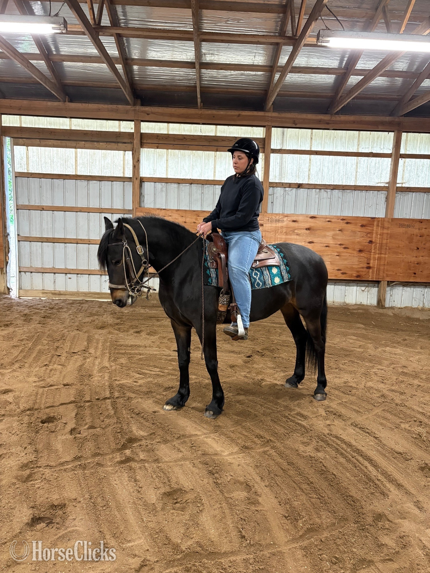 "Kelpie" Bay Mare Friesian in Pennsylvania