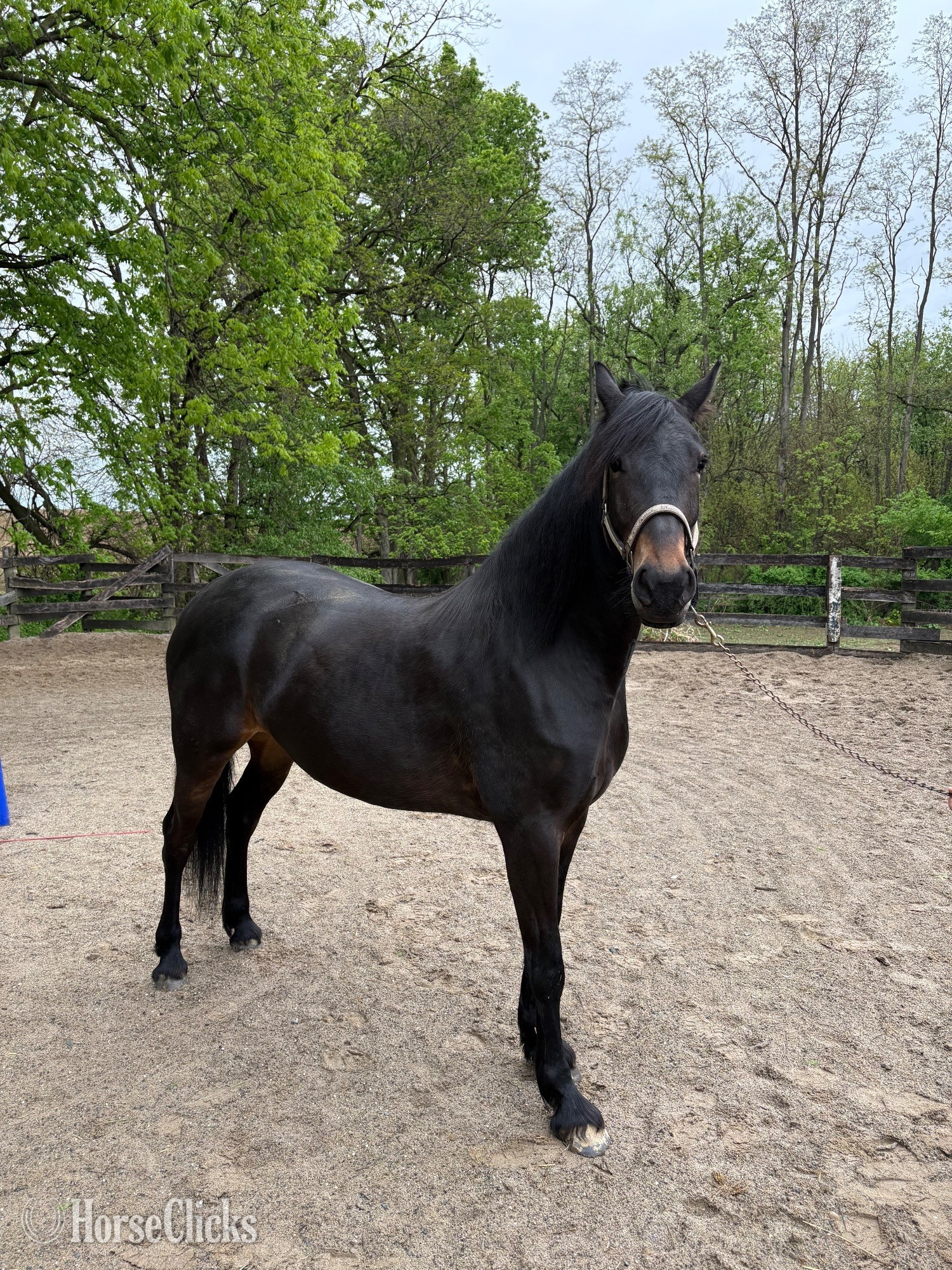 "Kelpie" Bay Mare Friesian