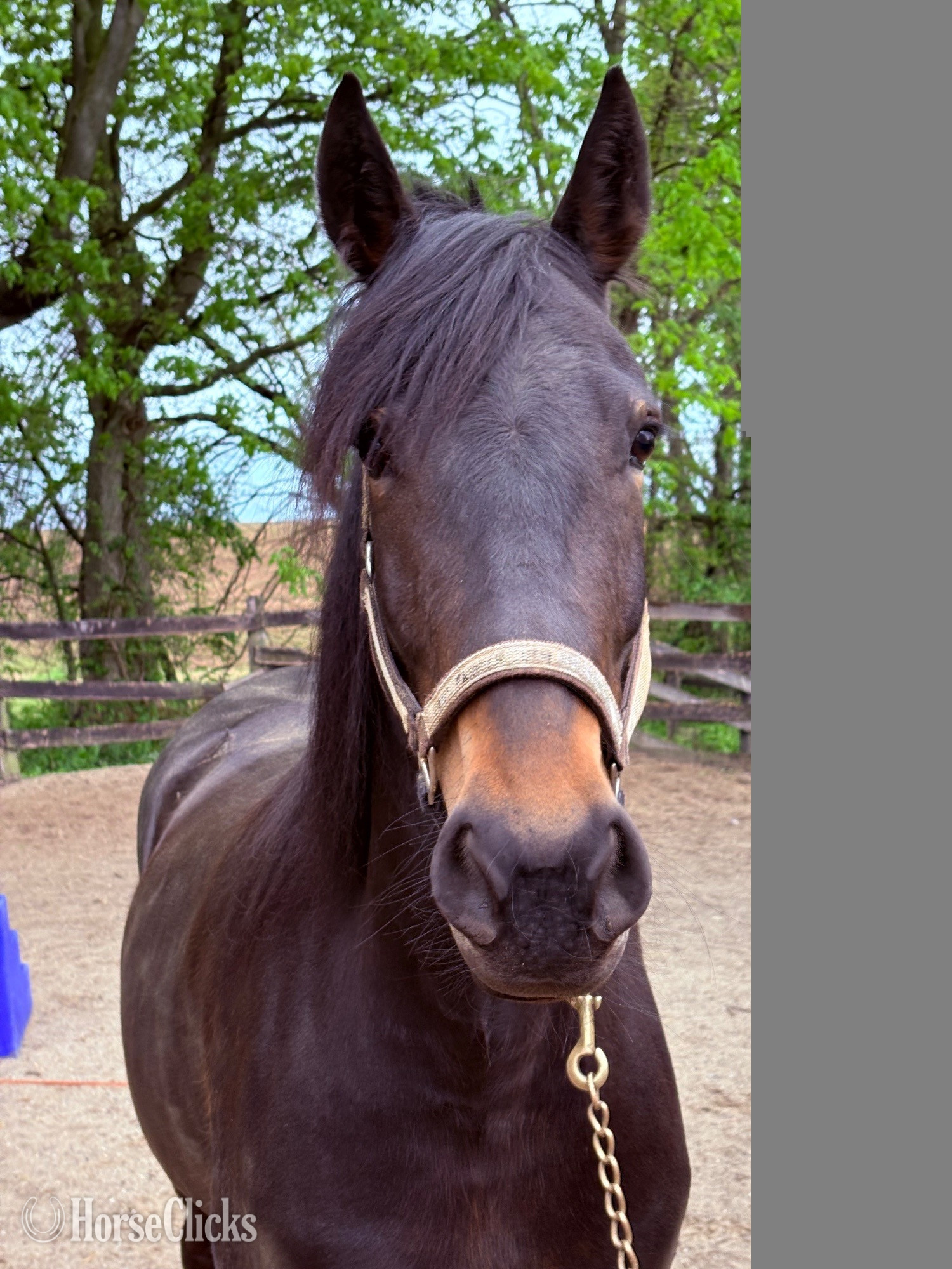 Pennsylvania "Kelpie" Bay Mare Friesian