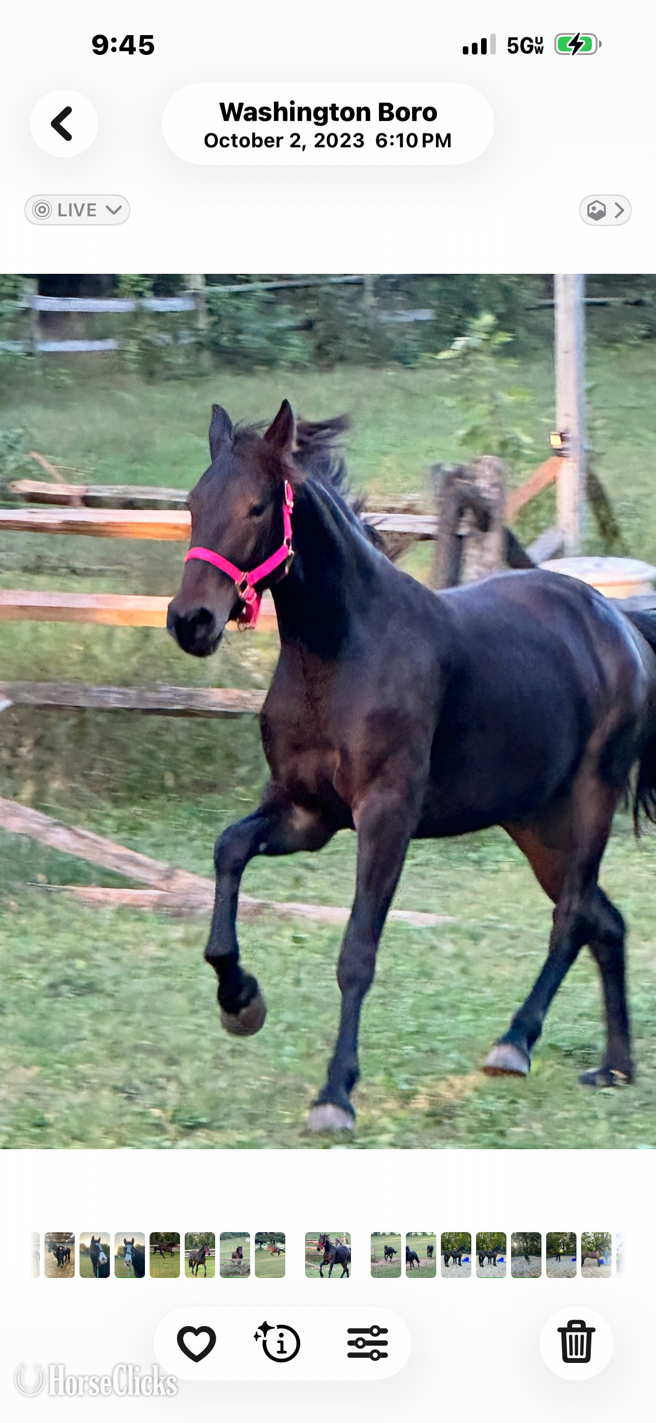"Kelpie" Bay Mare Friesian Pennsylvania
