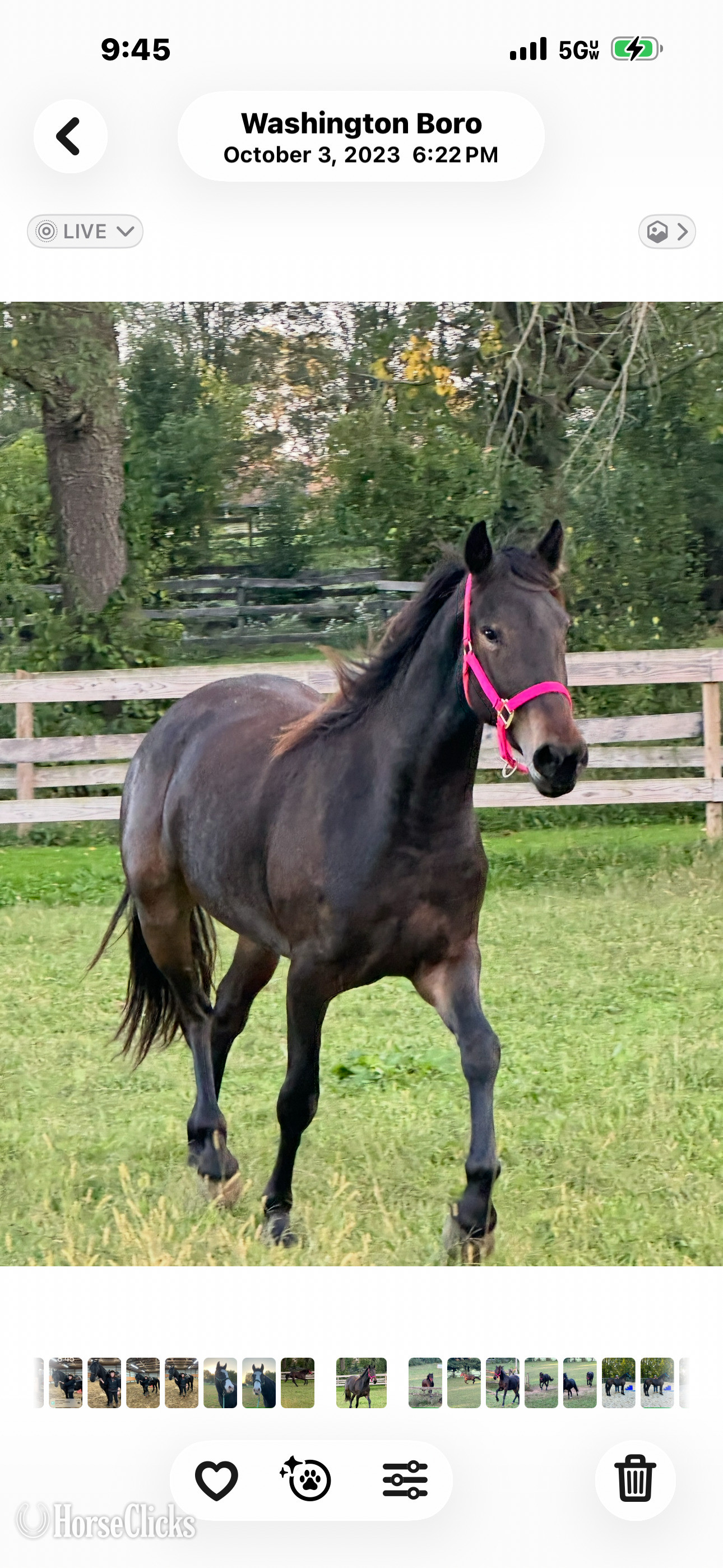 Friesian - "Kelpie" Bay Mare Friesian in Pennsylvania