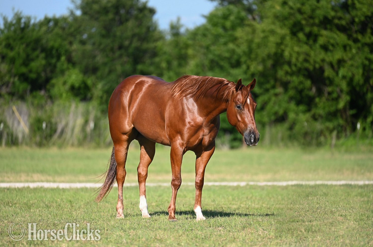 "Shag" Chestnut Gelding Quarter Horse in Texas
