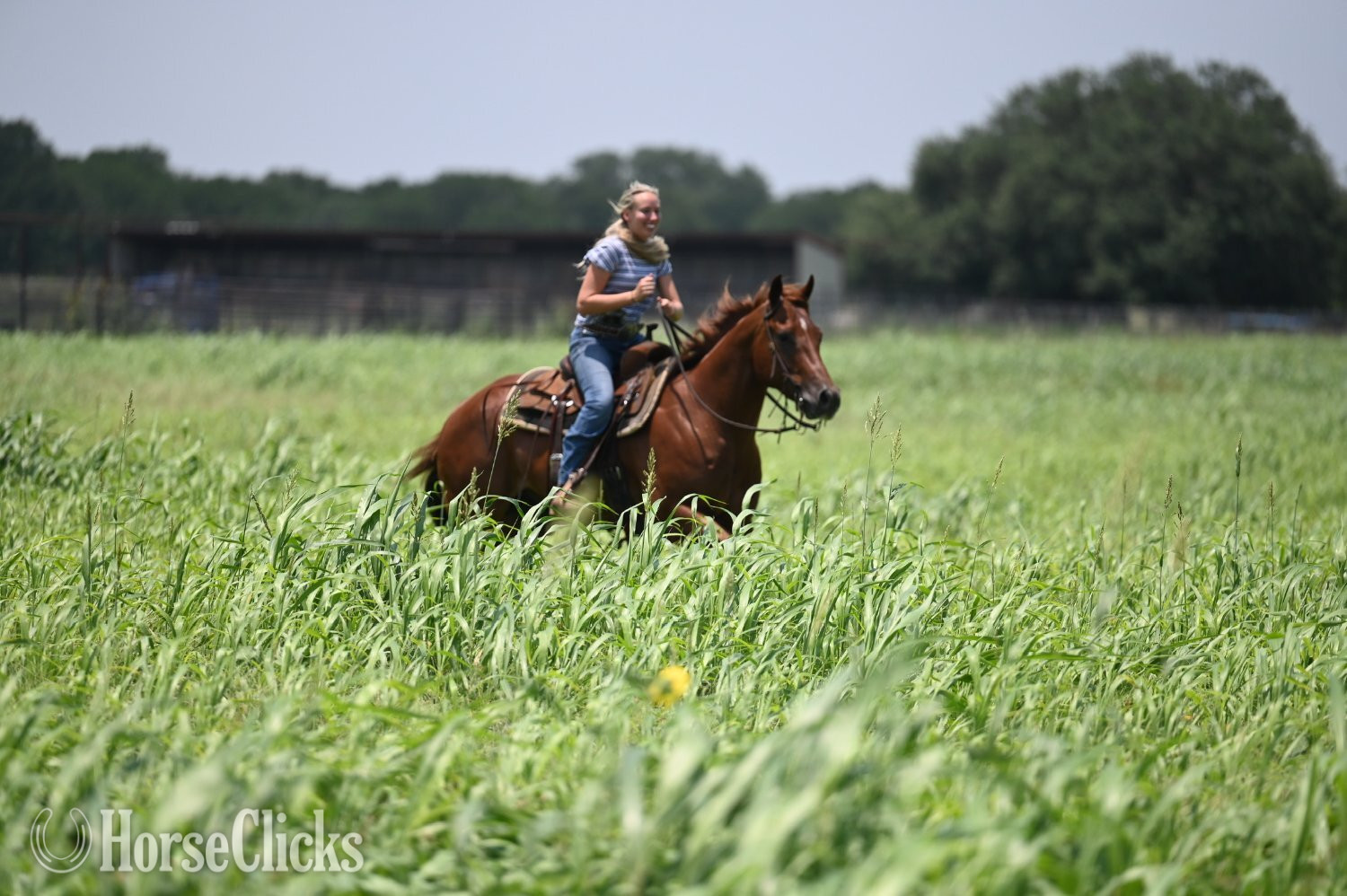 "Shag" Chestnut Gelding Quarter Horse