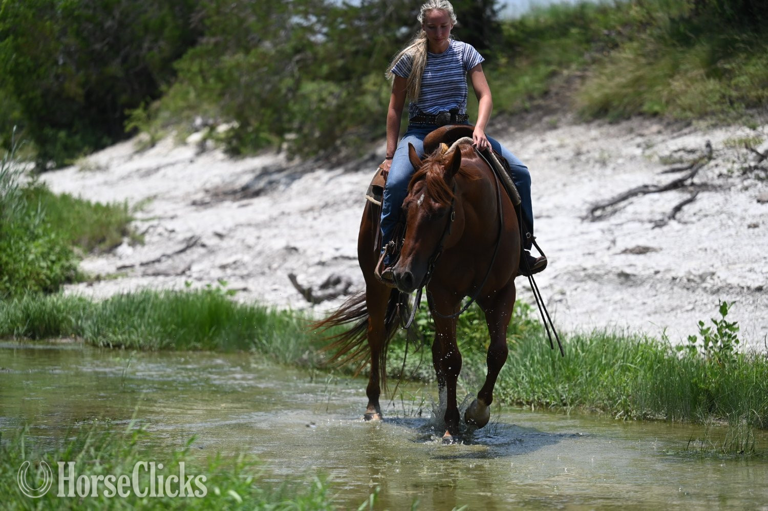 "Shag" Chestnut Gelding Quarter Horse - Quarter Horse