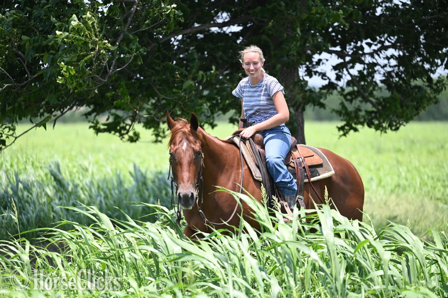 "Shag" Chestnut Gelding Quarter Horse Texas