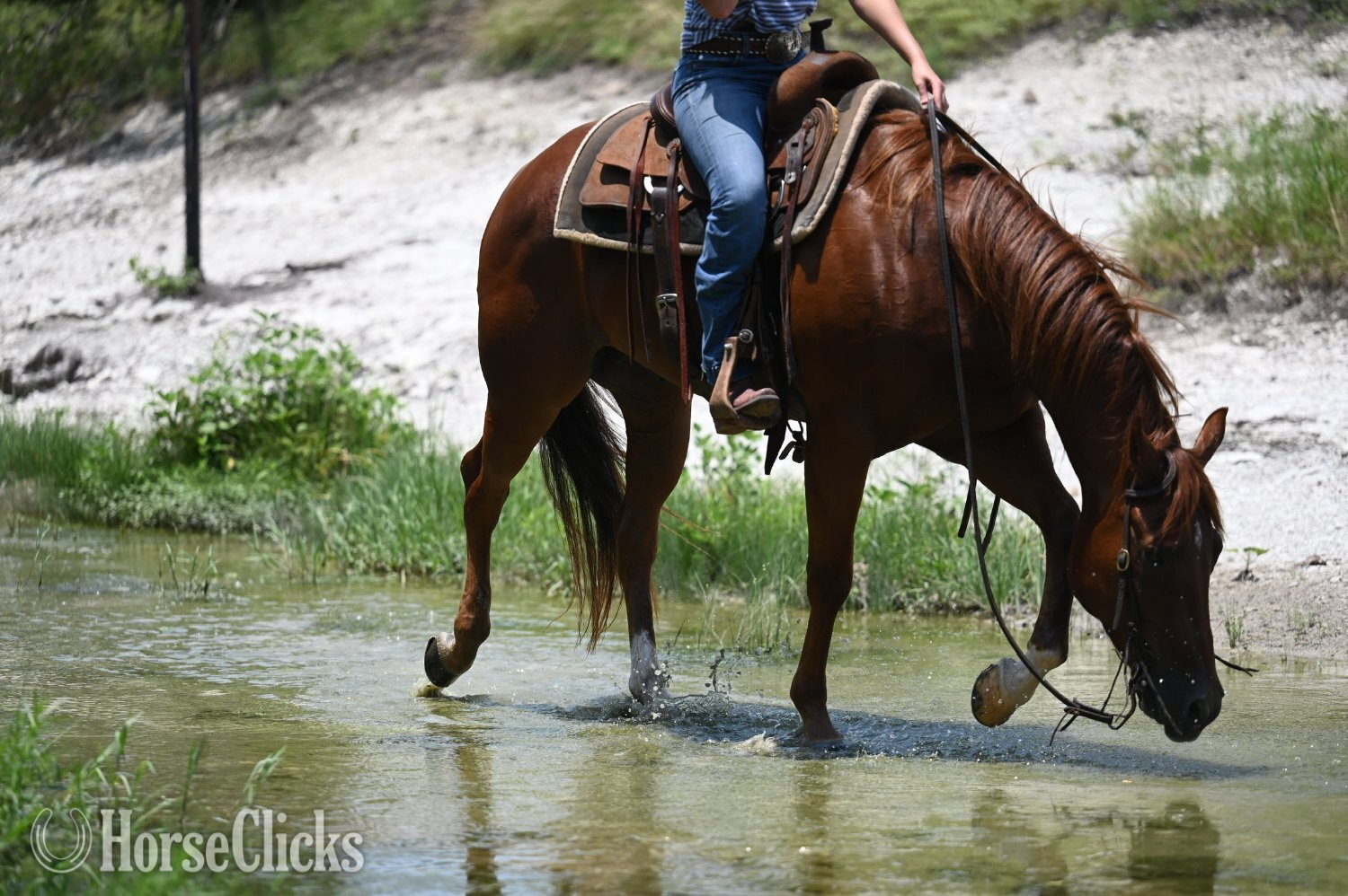 Quarter Horse - "Shag" Chestnut Gelding Quarter Horse in Texas
