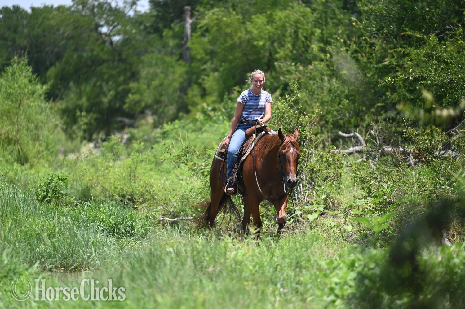 Quarter Horse - "Shag" Chestnut Gelding Quarter Horse