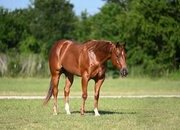 "Shag" Chestnut Gelding Quarter Horse