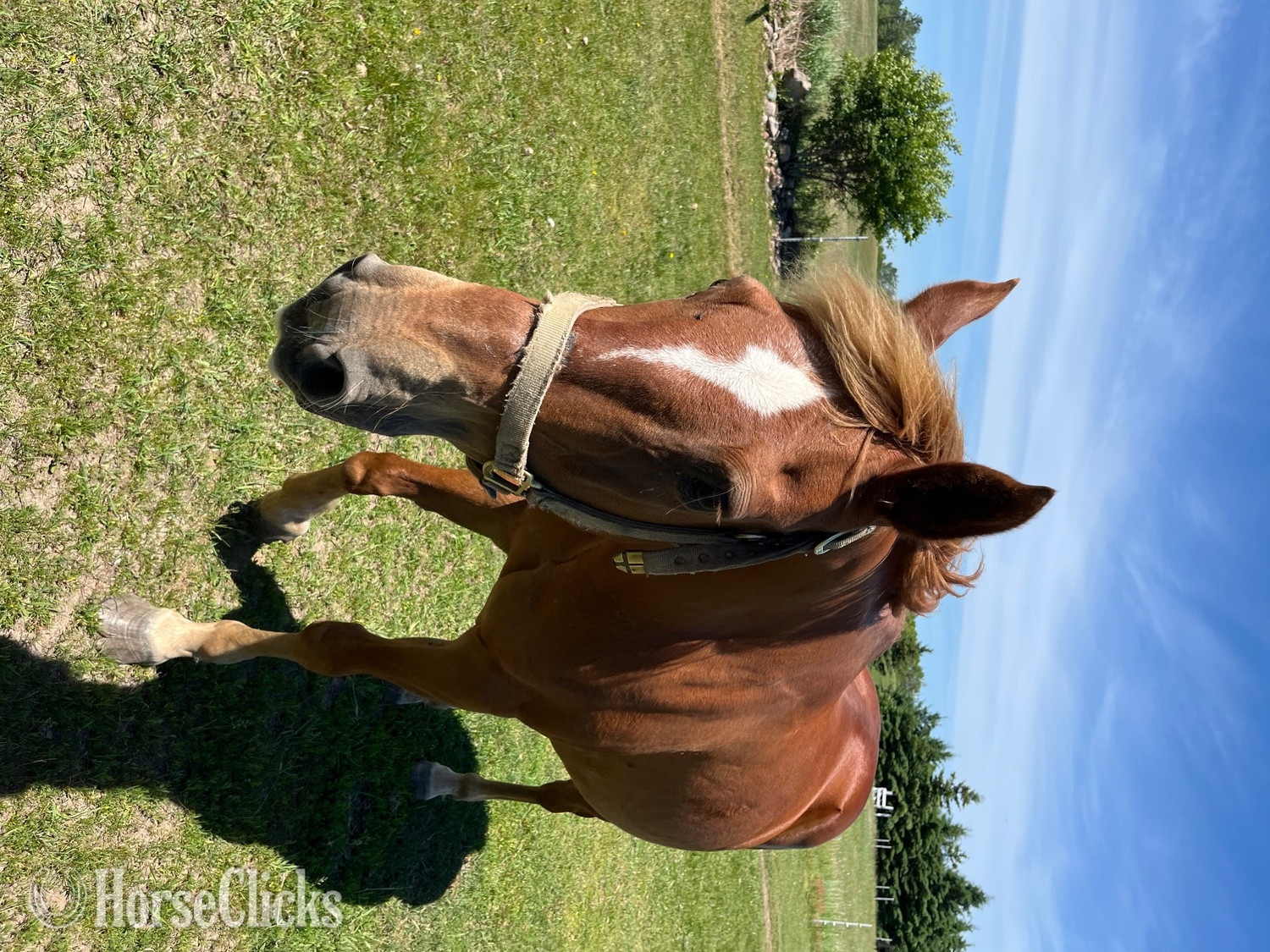 "Mohcan" Brown Gelding Quarter Horse in Wisconsin