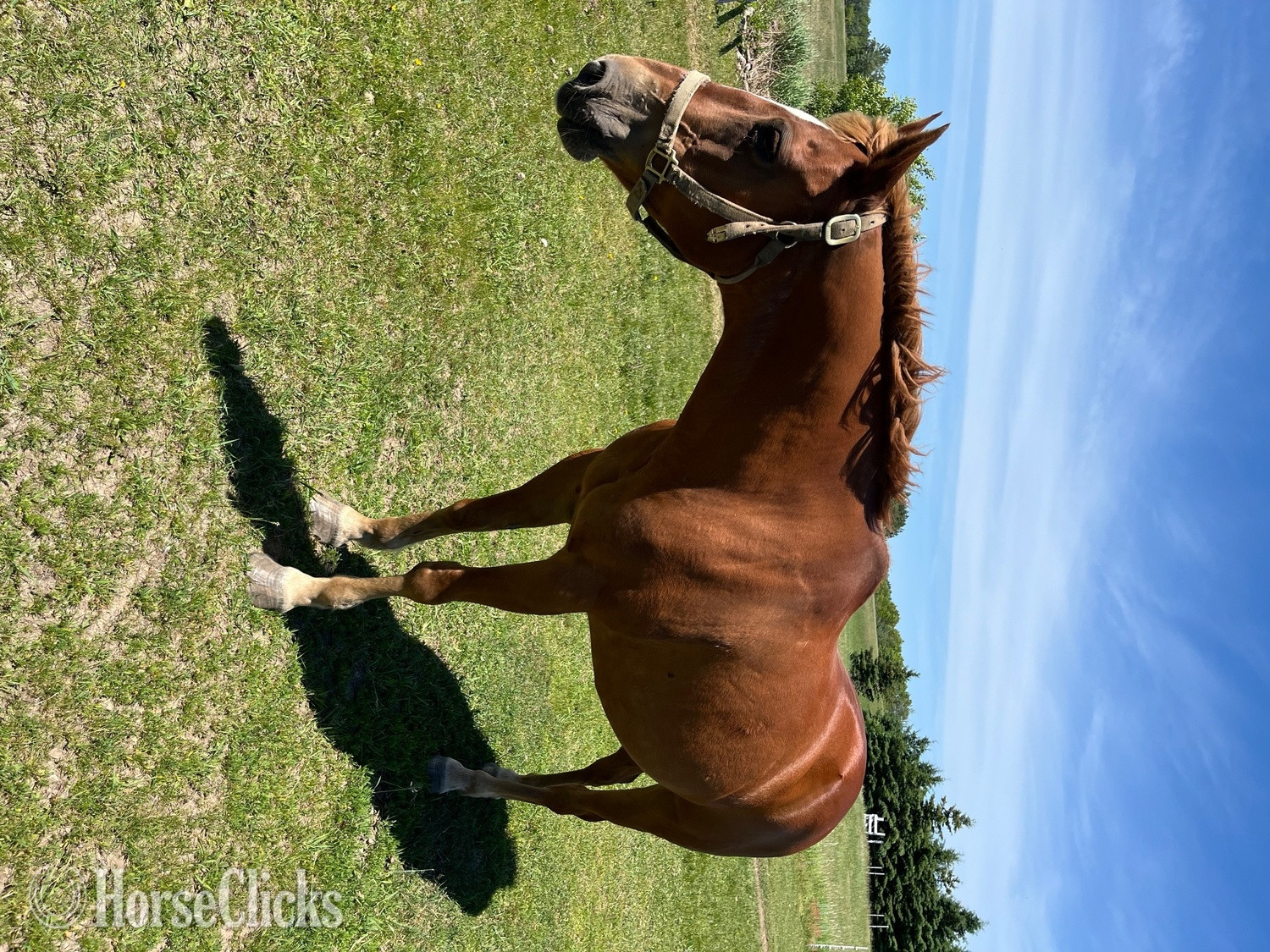 "Mohcan" Brown Gelding Quarter Horse