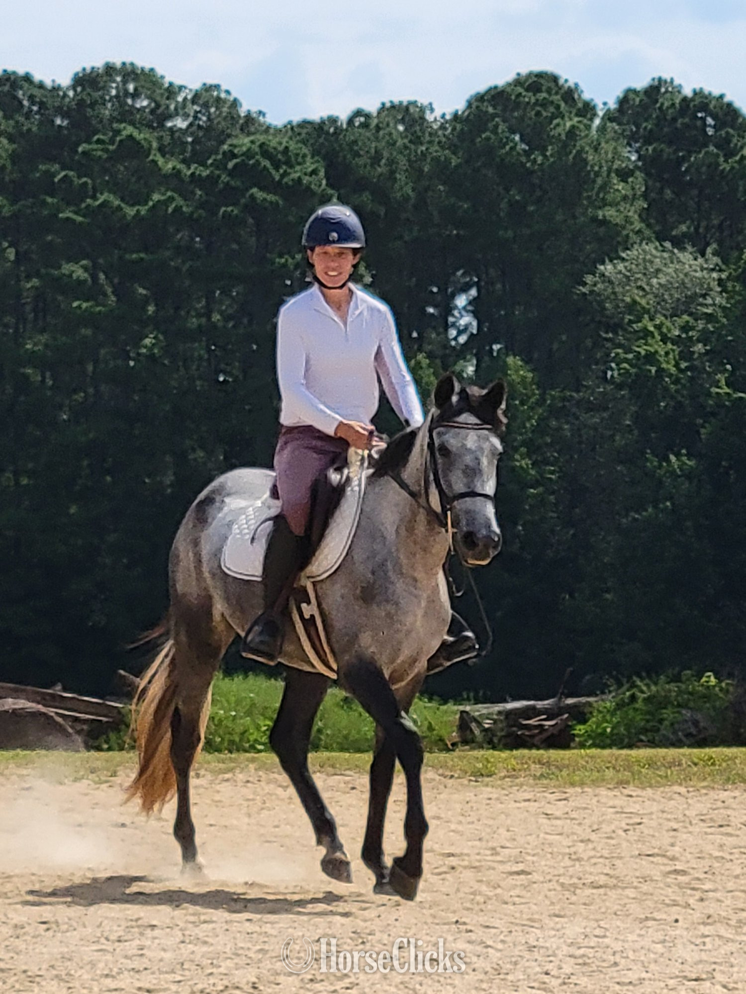 "Luna" Grey Mare Andalusian in North Carolina