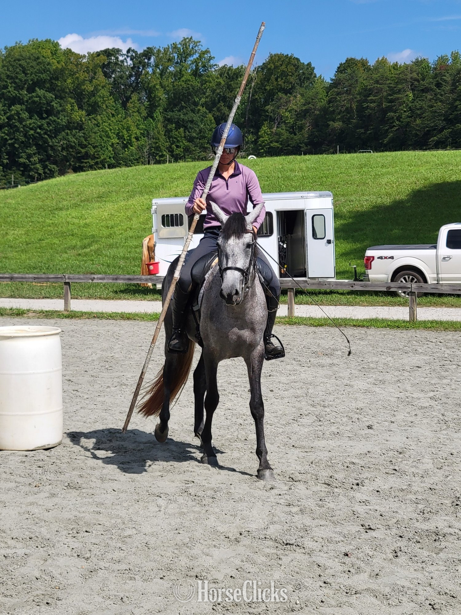 "Luna" Grey Mare Andalusian
