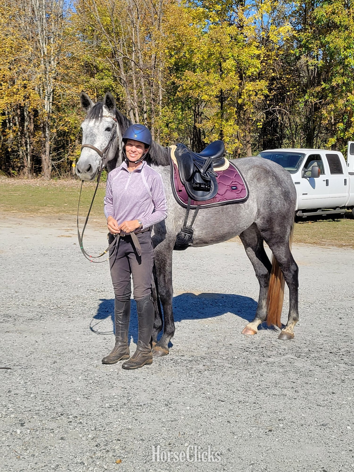 North Carolina "Luna" Grey Mare Andalusian