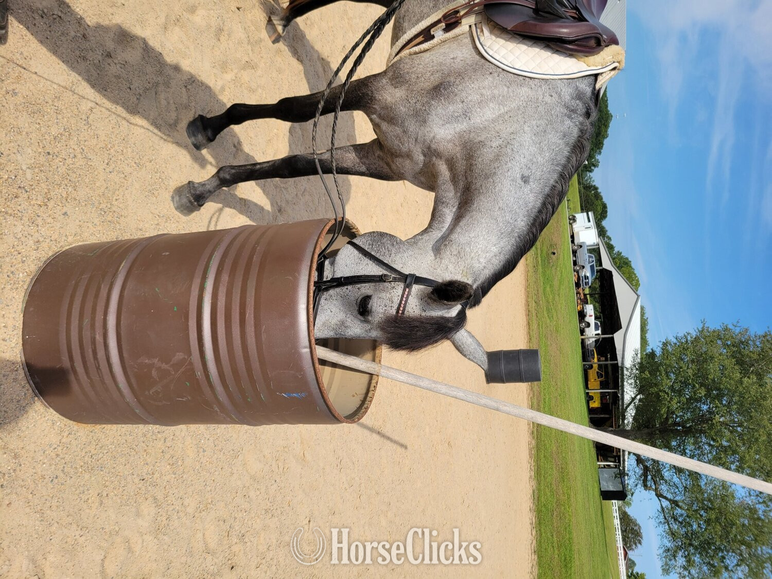 "Luna" Grey Mare Andalusian - Andalusian