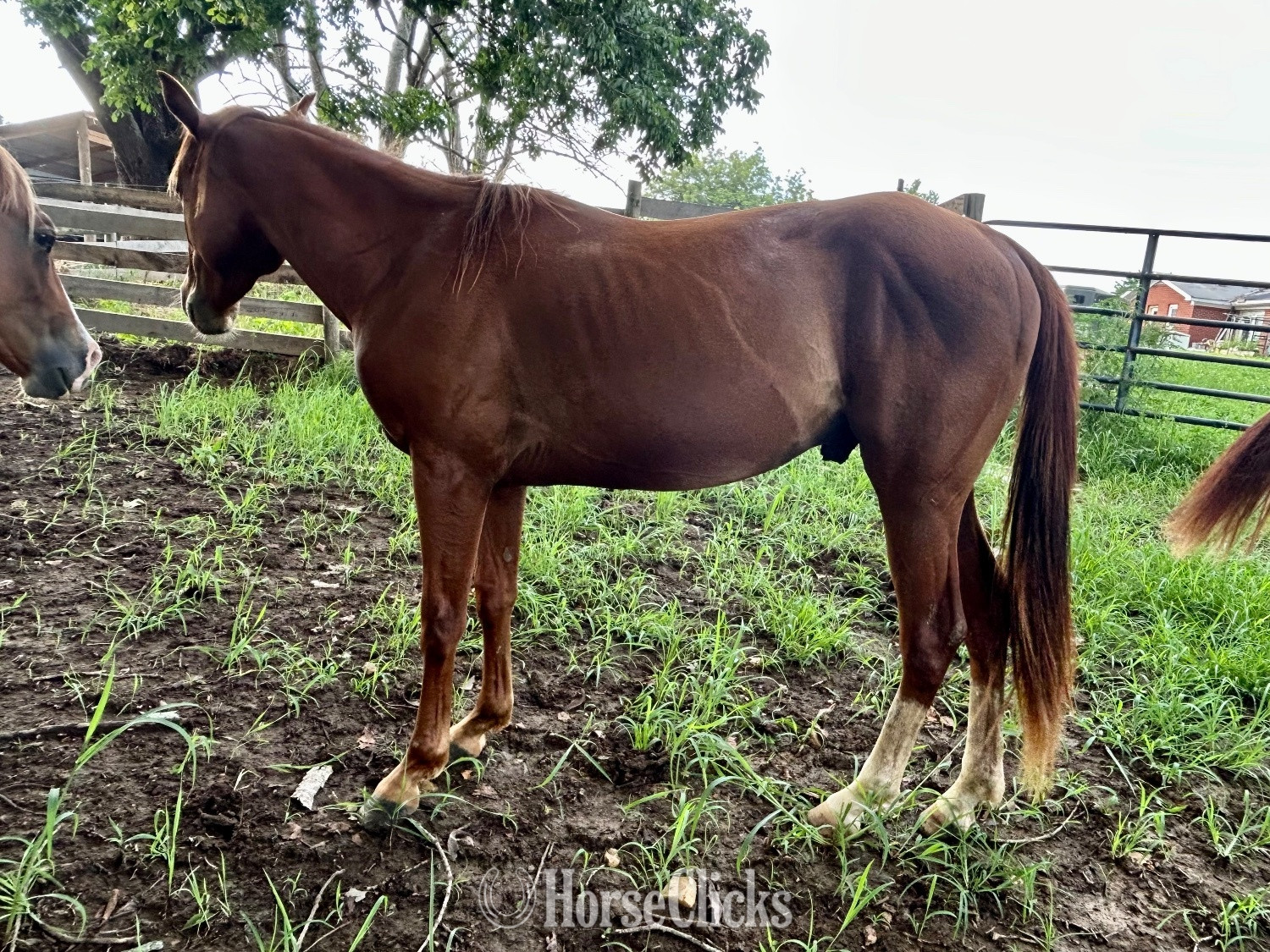 "Genuinely High Caos" Sorrel Colt Quarter Horse in Kentucky