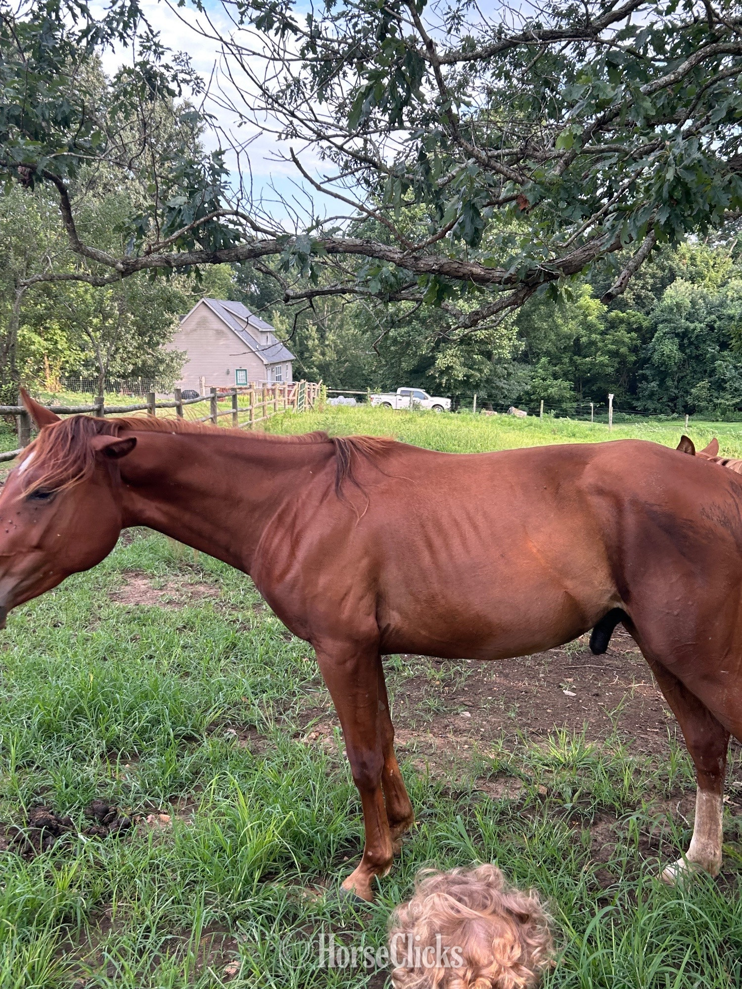 Quarter Horse - "Genuinely High Caos" Sorrel Colt Quarter Horse