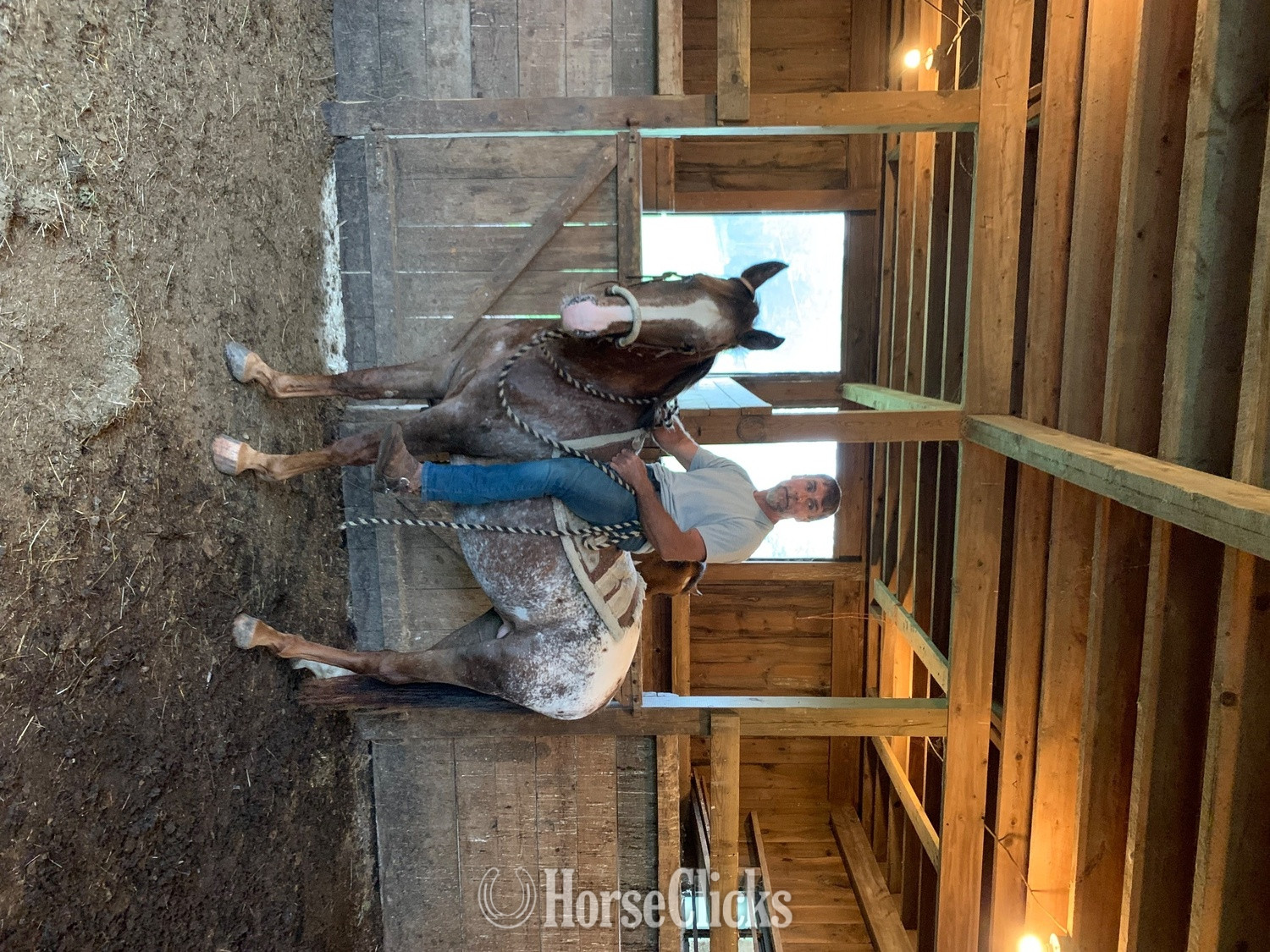 "Milton and stu" Tri-Color Stallion Appaloosa