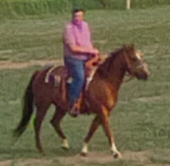"Ty (High Lena Cat)" Sorrel Gelding Quarter Horse