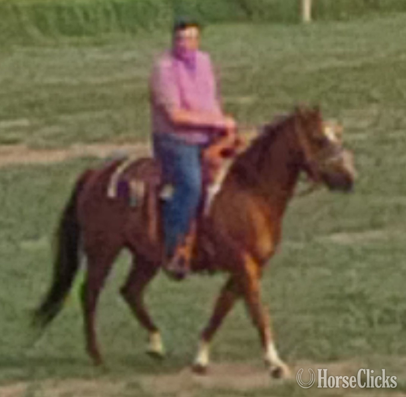 "Ty (High Lena Cat)" Sorrel Gelding Quarter Horse in Wyoming