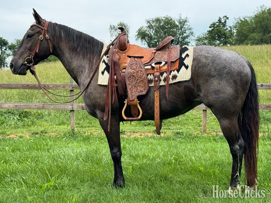 "DD Royal Blue Peppy" Blue Roan Mare Quarter Horse in Virginia