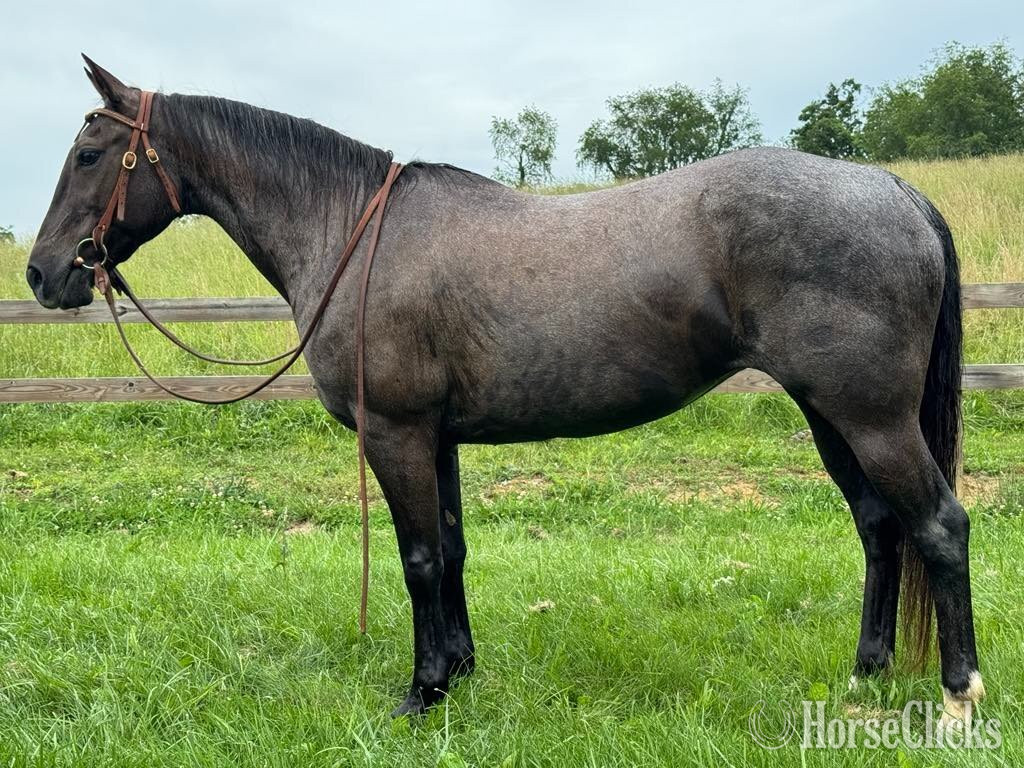 "DD Royal Blue Peppy" Blue Roan Mare Quarter Horse