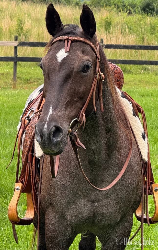 Virginia "DD Royal Blue Peppy" Blue Roan Mare Quarter Horse