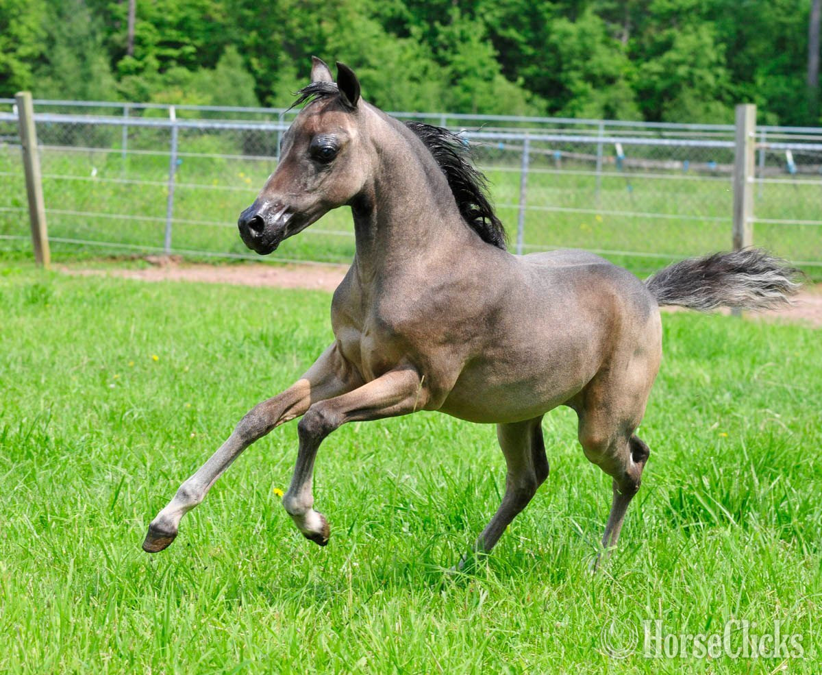 "CMC Magna Carta" Buckskin Colt American Miniature in Pennsylvania
