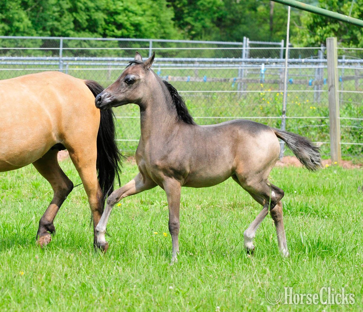 "CMC Magna Carta" Buckskin Colt American Miniature