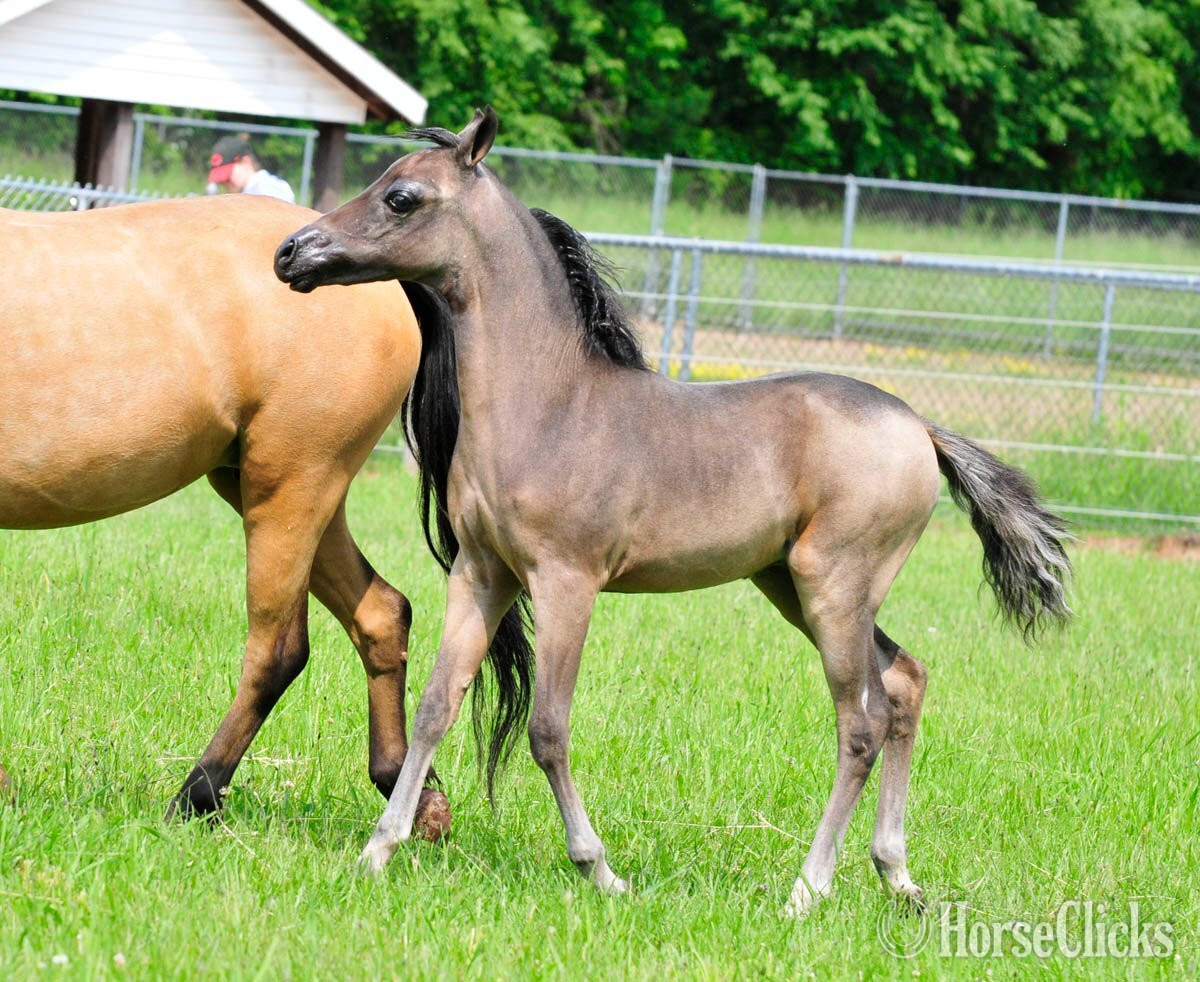 Pennsylvania "CMC Magna Carta" Buckskin Colt American Miniature