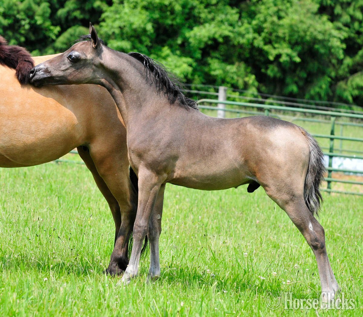 "CMC Magna Carta" Buckskin Colt American Miniature - American Miniature in Pennsylvania