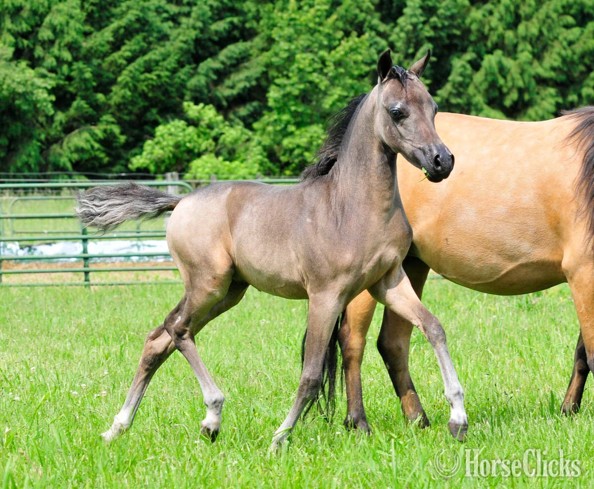 "CMC Magna Carta" Buckskin Colt American Miniature - American Miniature