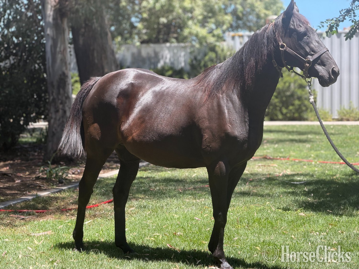"Sassy Kiss" Bay Mare Thoroughbred in California