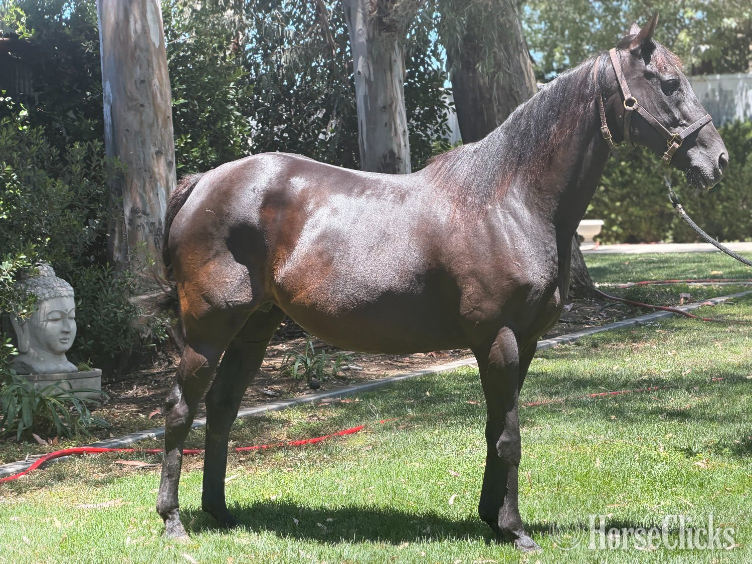 "Sassy Kiss" Bay Mare Thoroughbred