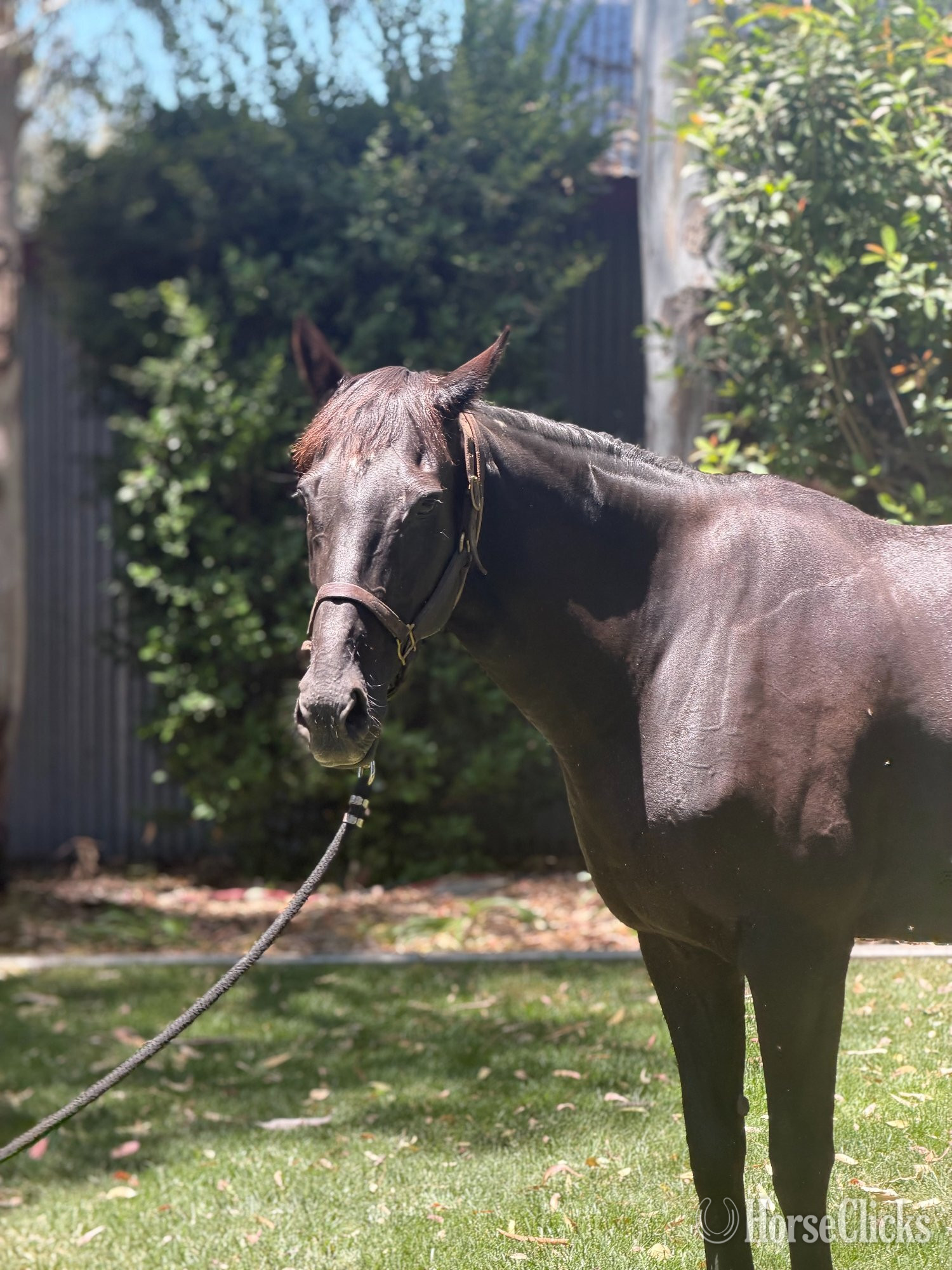 "Sassy Kiss" Bay Mare Thoroughbred - Thoroughbred in California
