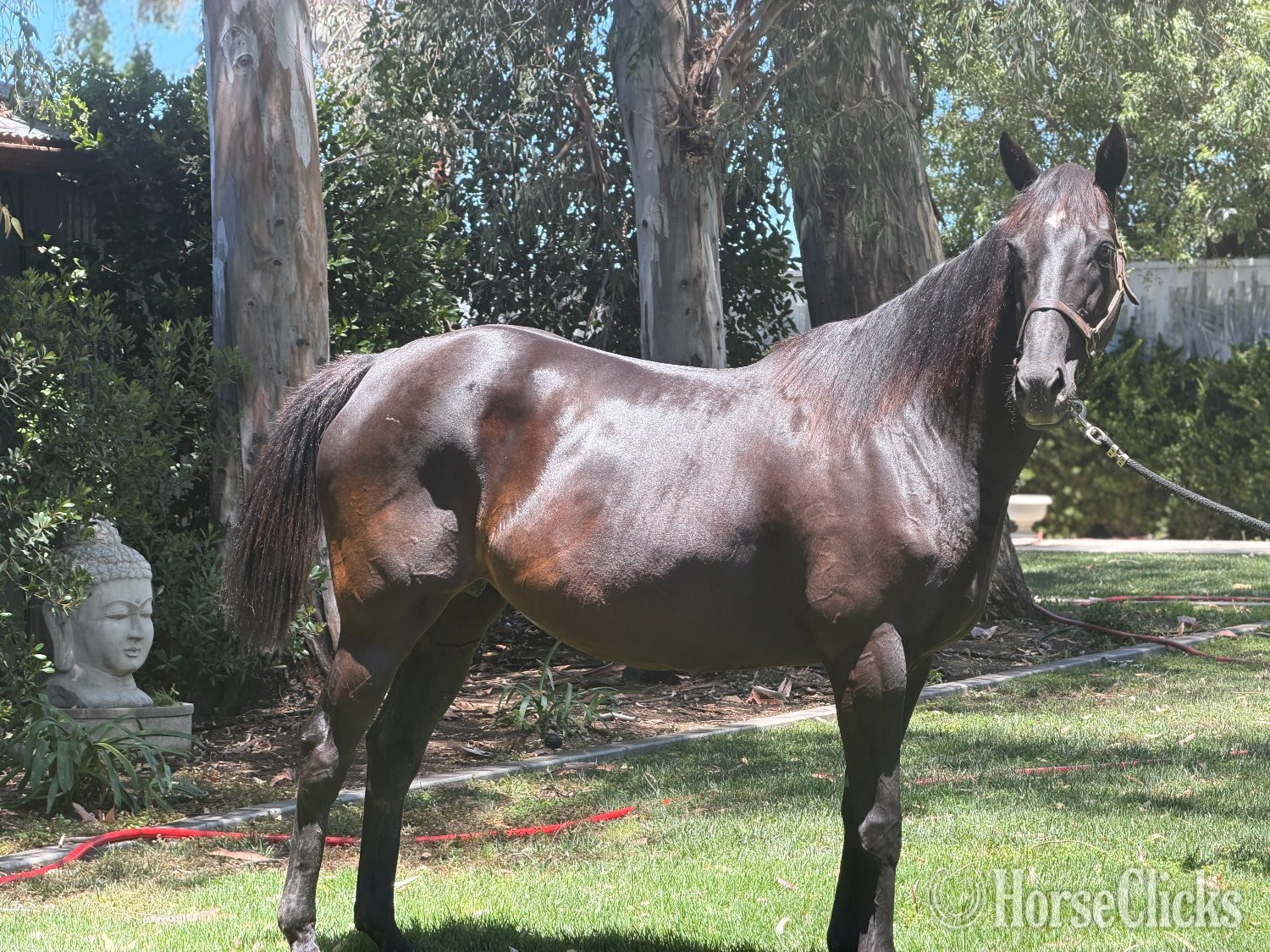 "Sassy Kiss" Bay Mare Thoroughbred - Thoroughbred