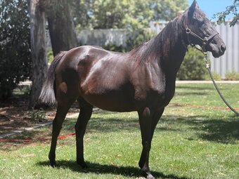 "Sassy Kiss" Bay Mare Thoroughbred