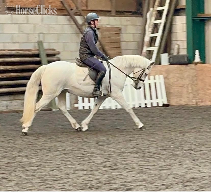 "MISSY" Grey Mare Connemara