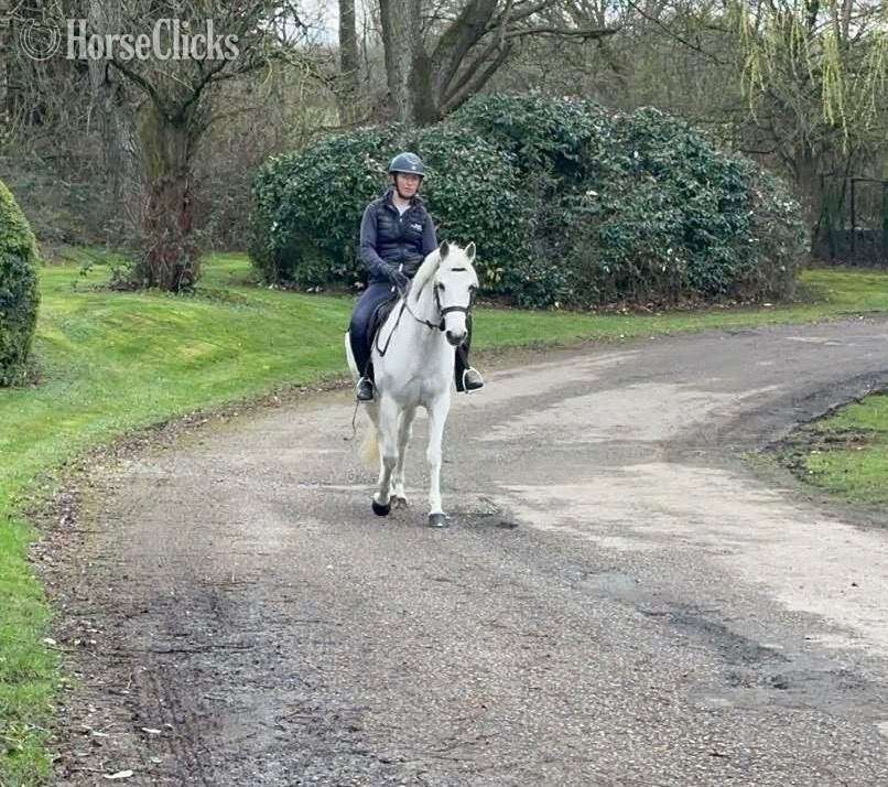Colorado "MISSY" Grey Mare Connemara