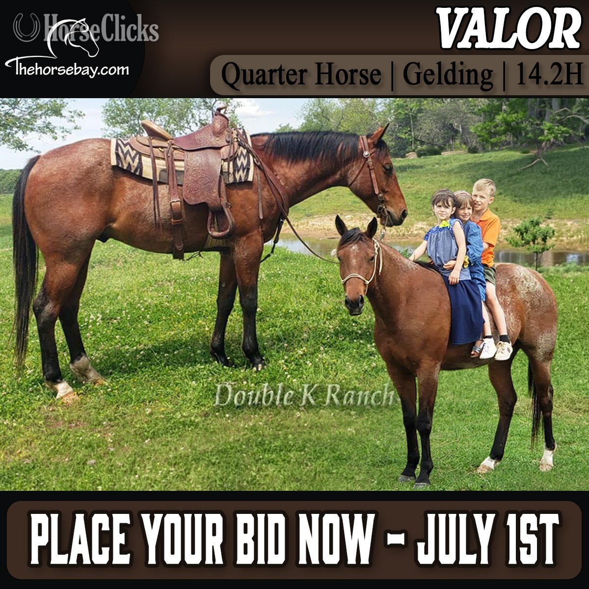 "Valor" Bay Roan Gelding Quarter Horse in Missouri